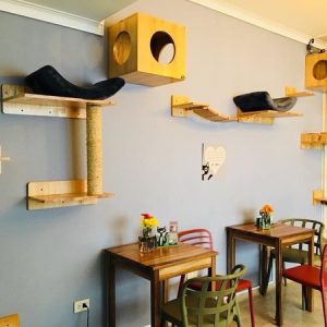 Stop by La Gatoria Cat Cafe for a coffee and a cuddle! by Erin Colton-Enberg