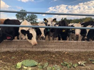 Cows in Aguascalientes by Dale Hanstad (2021)
