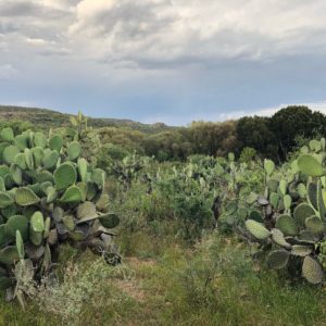 Cactus by Dale Hanstad (2017)