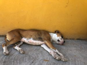 A Dog in the Pueblo in Aguascalientes by Dale Hanstad