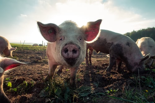 This little piggy by Pascal Debrunner