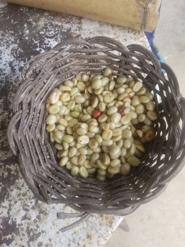 Basket of coffee cherries photo by Gail Turner Brown