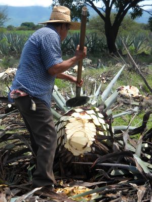 Man harvesting agave plant in Jaliso, Mexico; by Rudy Prather on Unsplash