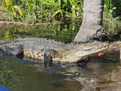 Crocodile in the swamp at La Ventanilla, by Talysha