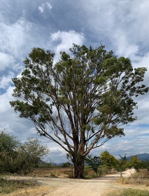 Riding the backroads of Oaxaca photo by Gwen Hyatt