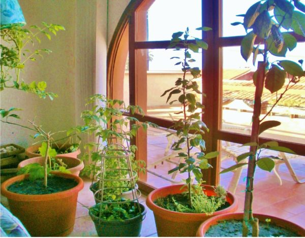 Learning How to Grow Food Indoors to Survive. By Cheri Majors
