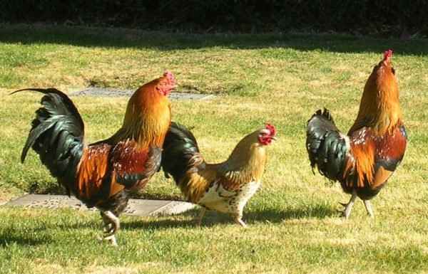 Roosters by Eva
