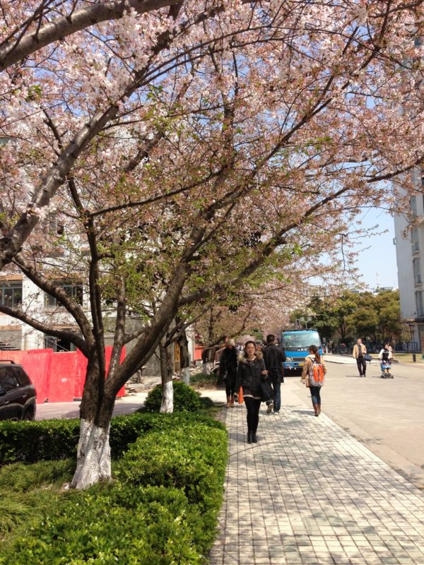 My first cherry blossom in Shanghai by Kally Tay
