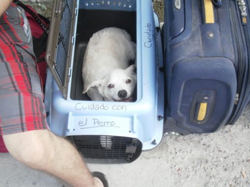 Our Little Expat Dog in His Carrier, Ready to Travel! By Cheri Majors