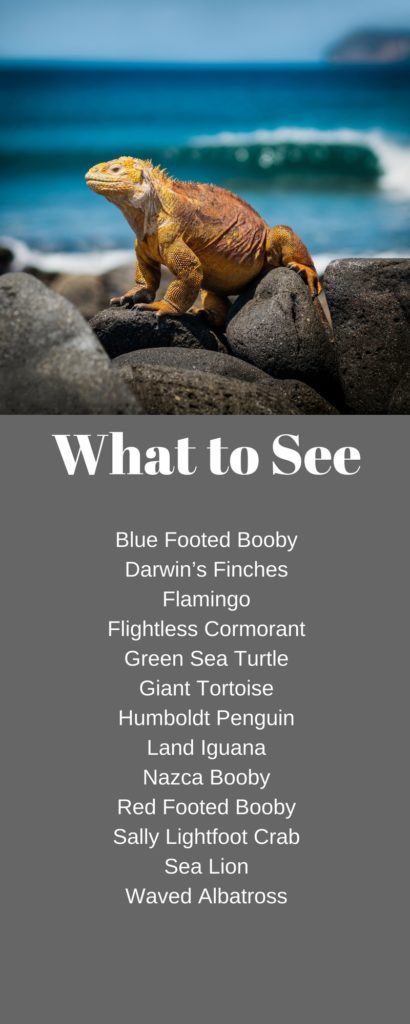 What to see on the Galapagos Islands by Unknown