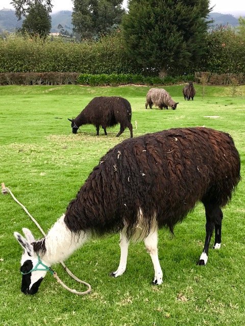 Is your mama a llama? Bonnie Willow