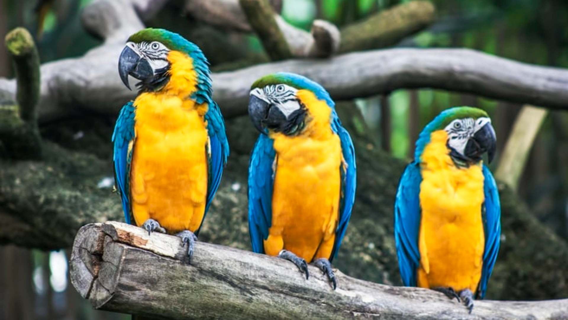 Wildlife Colombia, A Bird Lovers Paradise