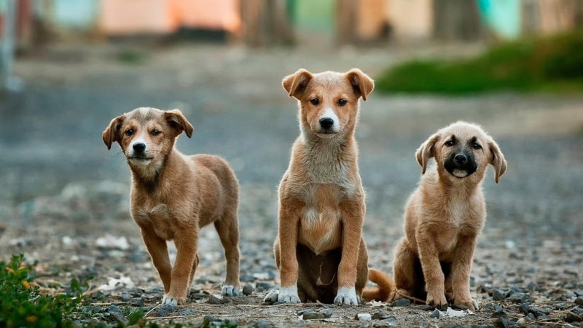 How To Bring Your Pet To Costa Rica