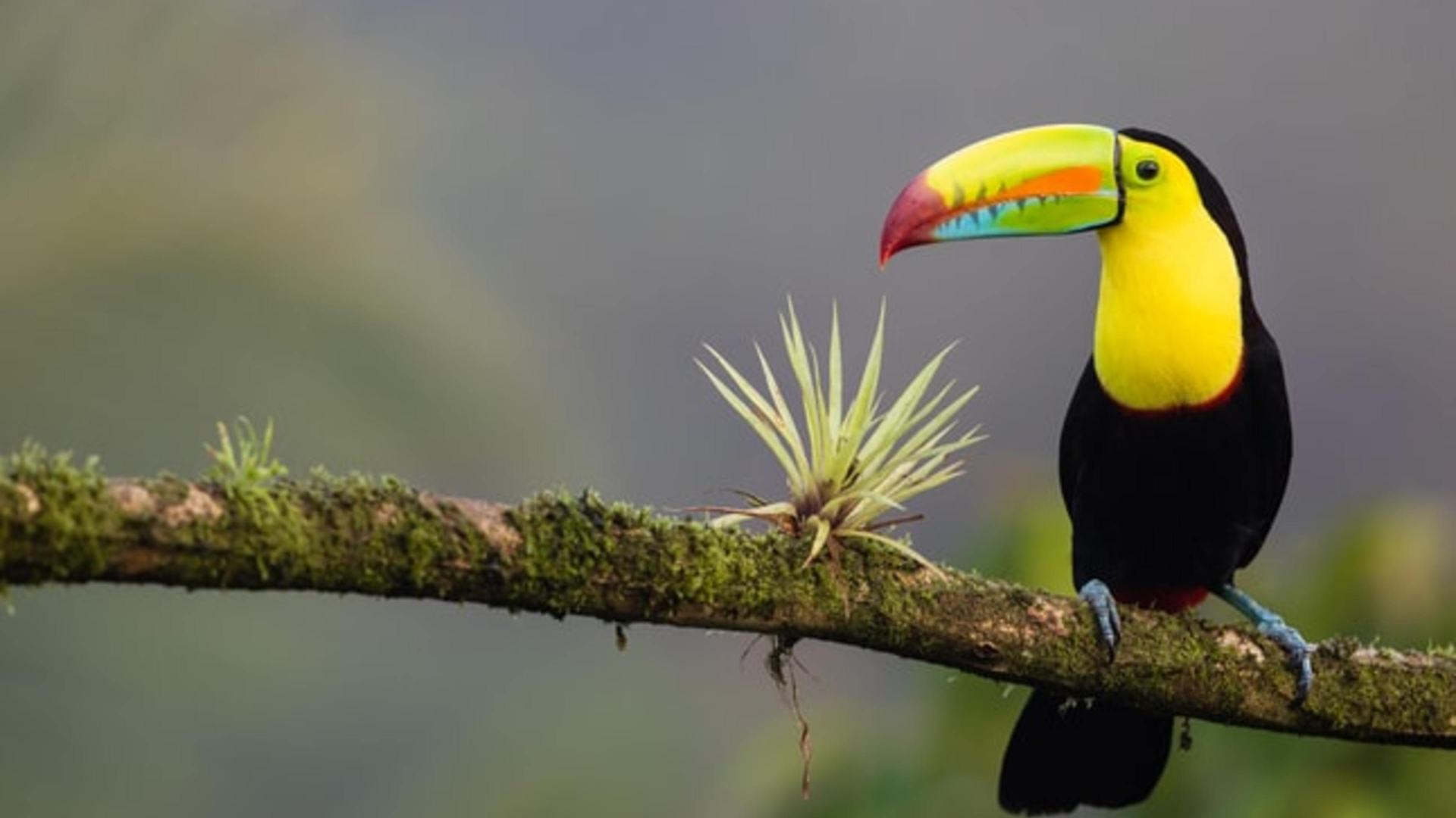 Costa Rican Government Actions Under COVID-19