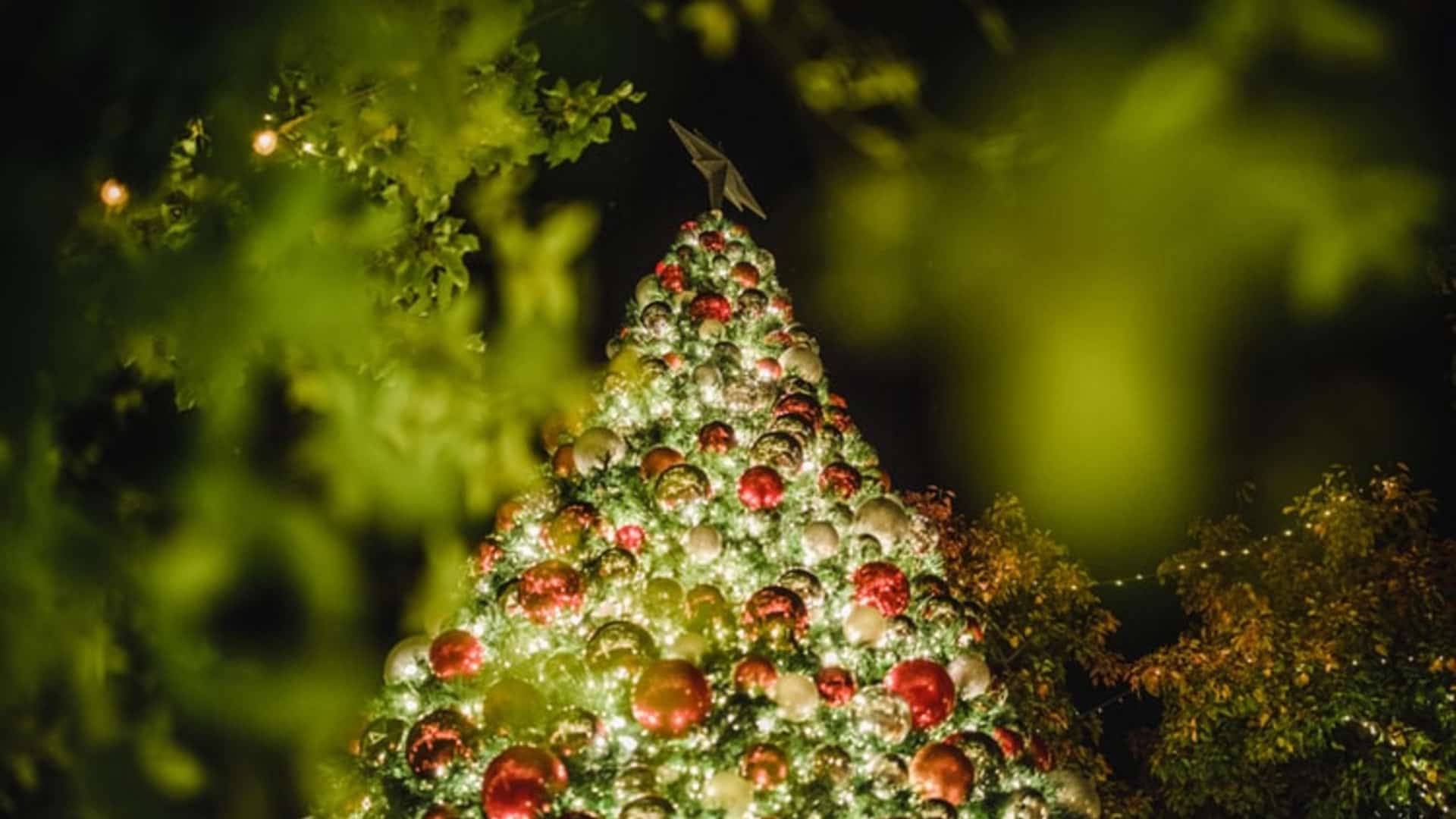 My First Christmas Holiday in Oaxaca, Mexico