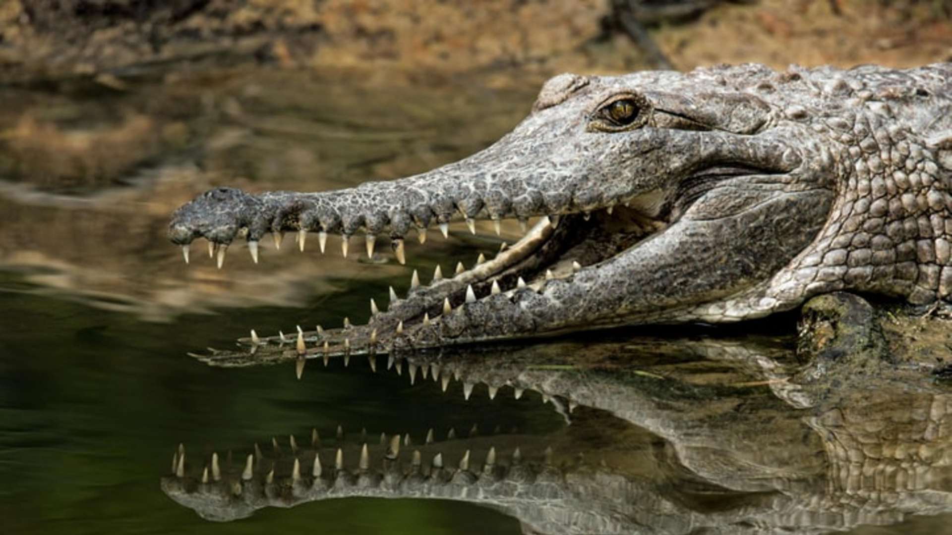 Wild Crocodile Adventures Near Puerto Escondido