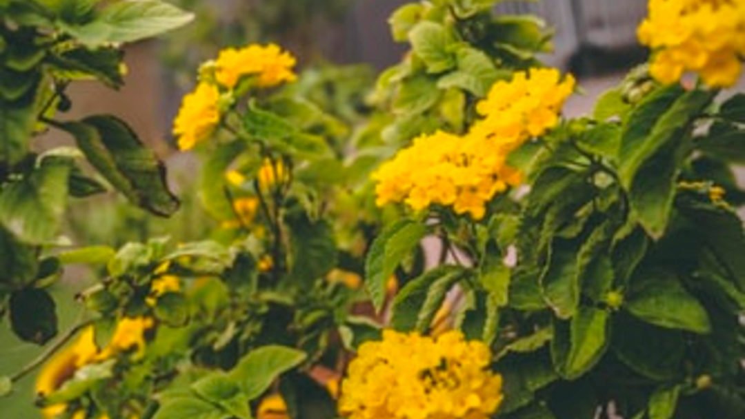Is Oaxaca the Right Expat Destination For You?
