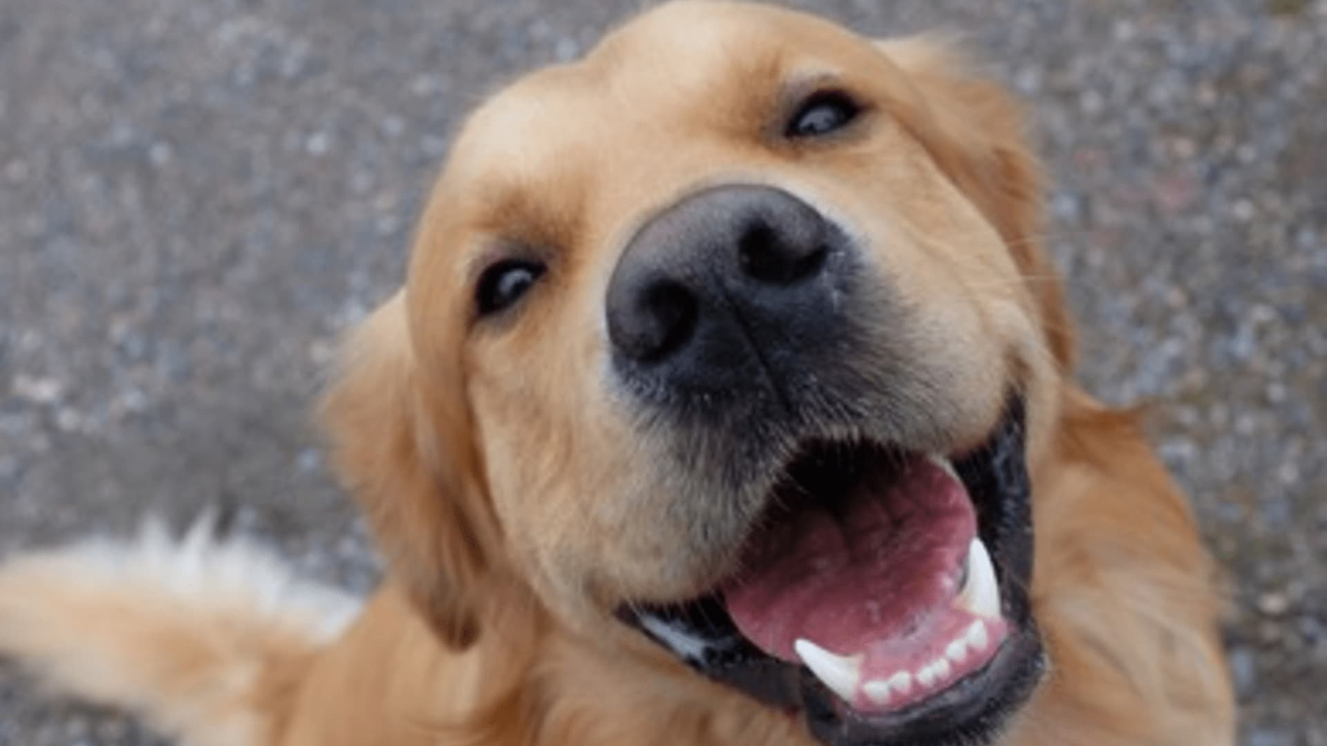 Expat Pets? What to Expect When Bringing Your Pet Along